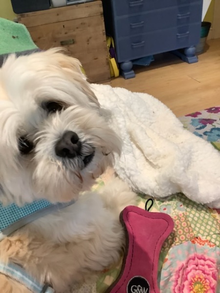 Best small dog breed for first timer 