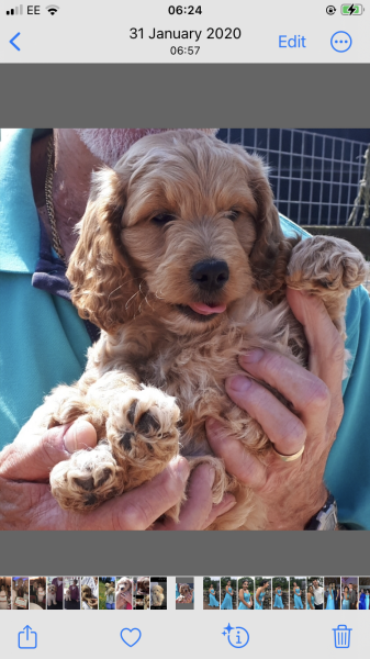 What dog is this??