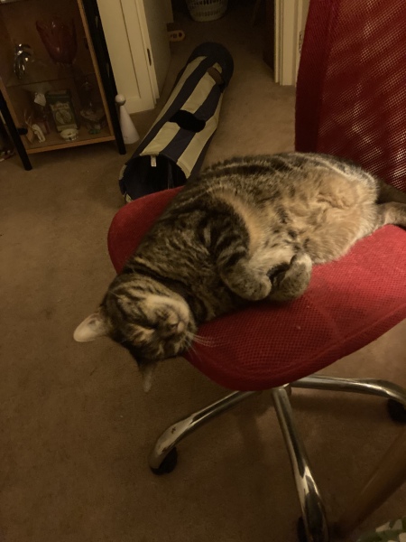 Tell me about your British Shorthair 