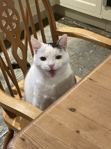 White cats, or any cats, really...