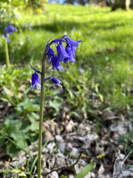 The bane of my life in the garden now
