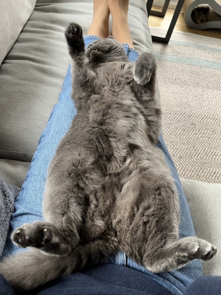 Tell me about your British Shorthair 