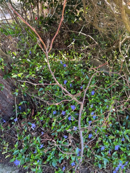 Am I going to rue the day that I planted vinca minor? 
