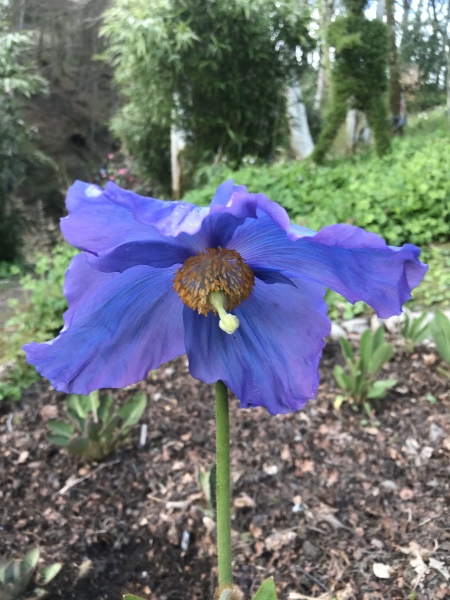 What thing do you love in your garden?