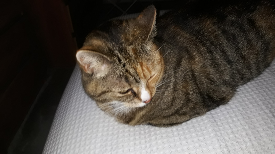 Cats used to be worshiped as Gods...