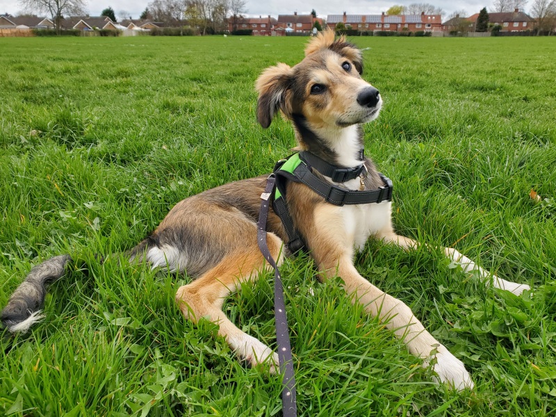 Puppy Survival Thread - as we approach Fireworks night for the first time…