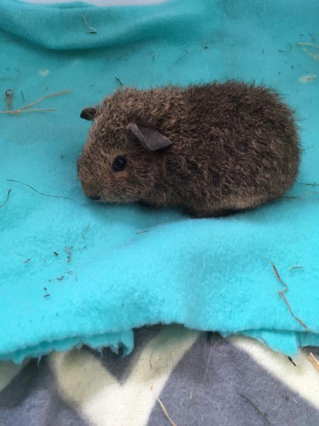A genuine Guinea pig thread!!! 