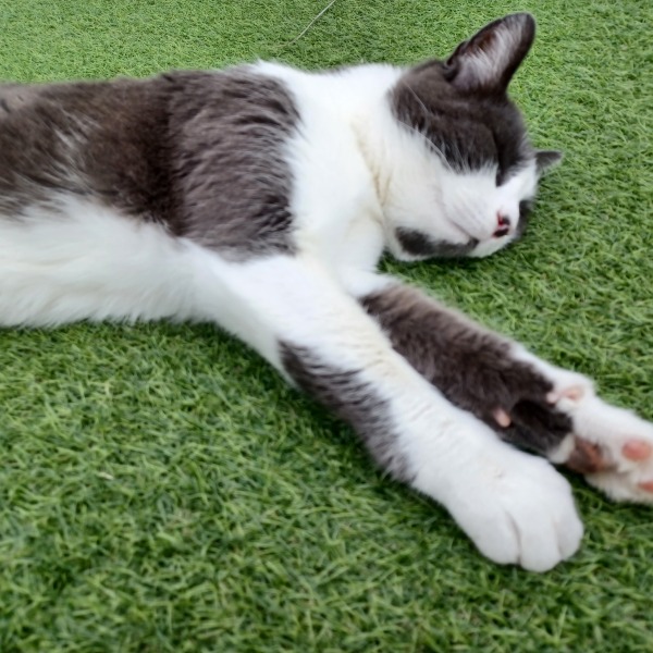 Toe Beans 