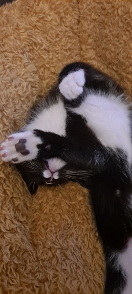 Toe Beans 