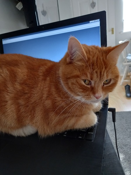 I told my cat a joke and this is how much she enjoyed it ...