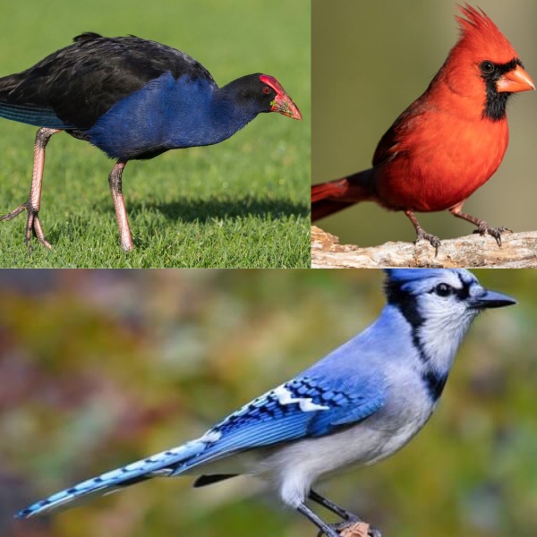 Your favourite breeds of bird...