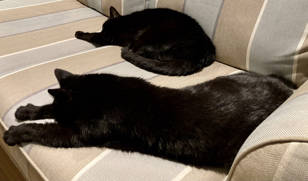 Cats used to be worshiped as Gods...
