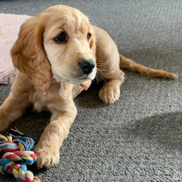 What dog is this??