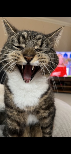 I told my cat a joke and this is how much she enjoyed it ...