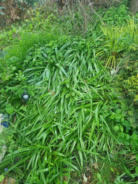 Please help me ID this plant