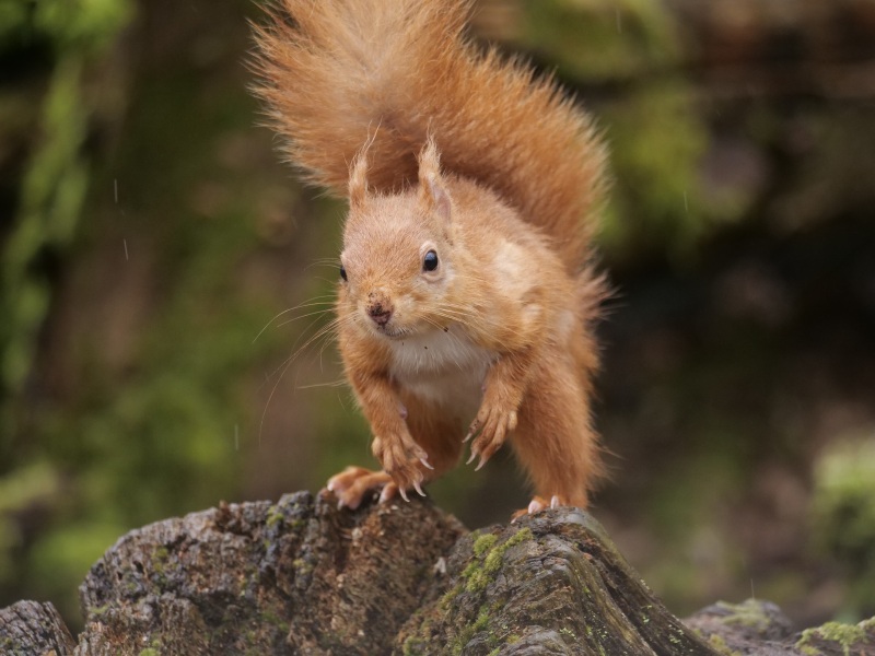 Thread 45 GCSE Covid Cohort - Bunnies bouncing into Spring