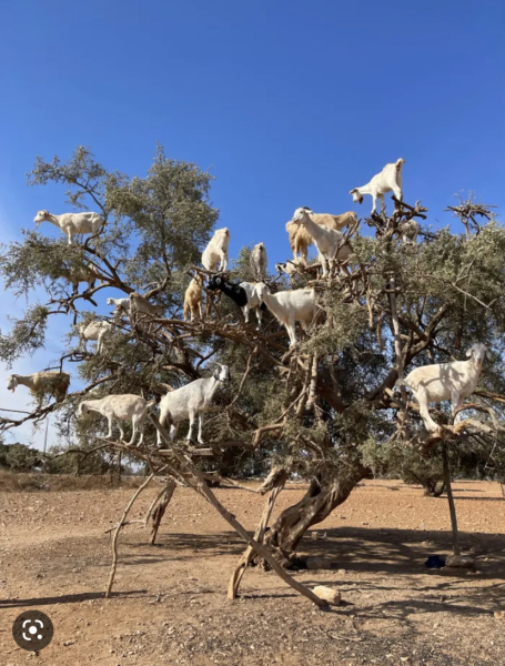 Happy WAGster! Word Association  Game 