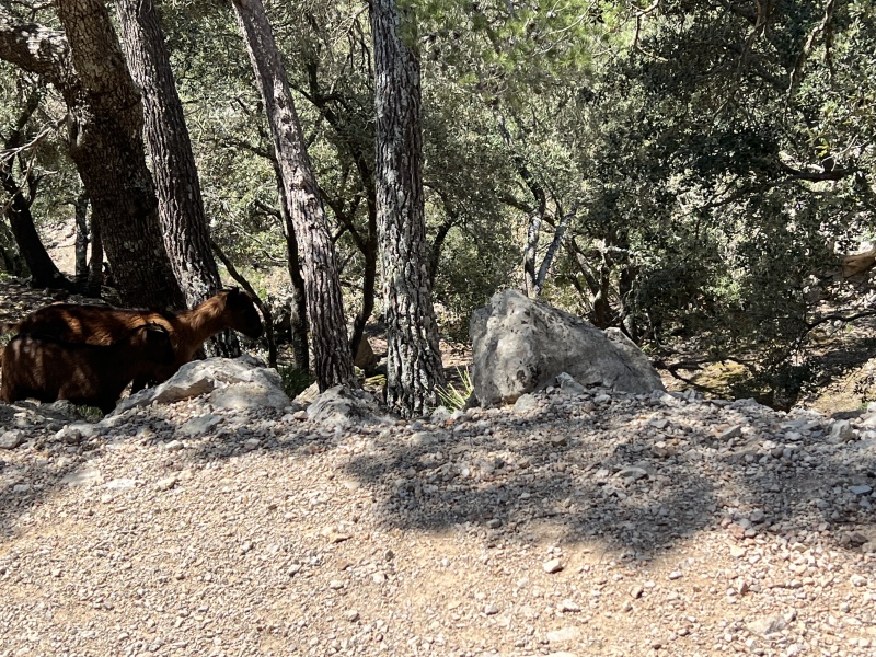 Happy WAGster! Word Association  Game 