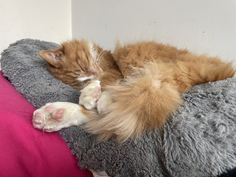 Toe Beans 