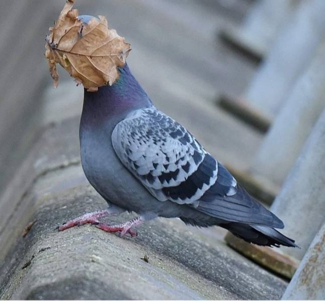 The Freedom Thread (continued) - A thread for people wanting to enjoy an alcohol free life. Everyone welcome!