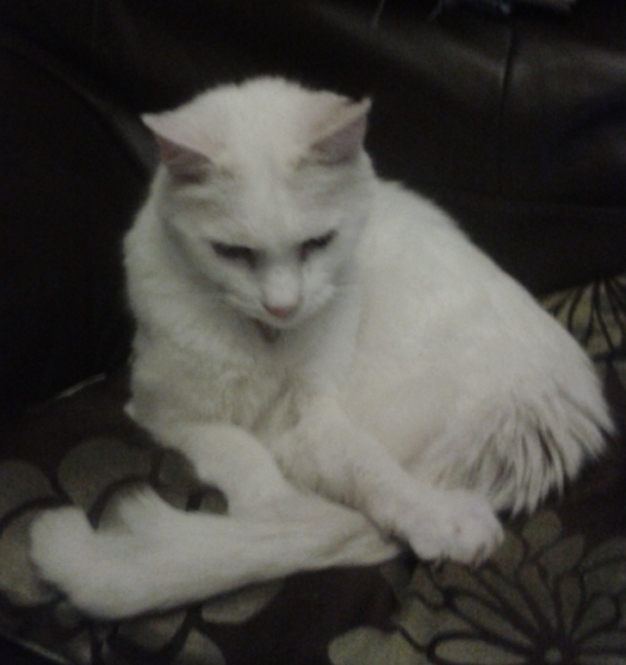 White cats, or any cats, really...