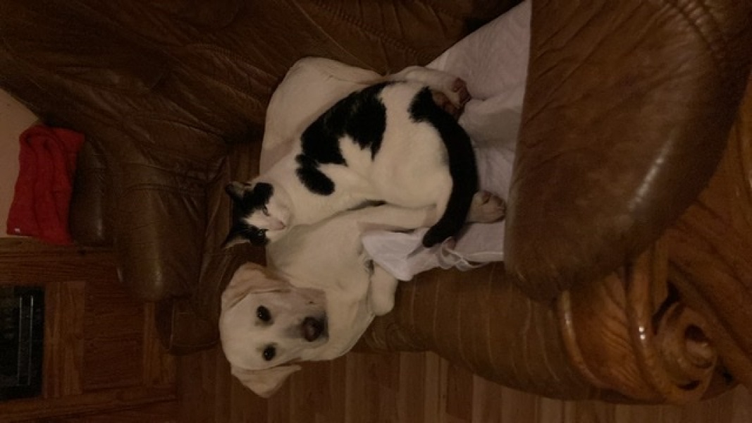 Can we share dog pictures?