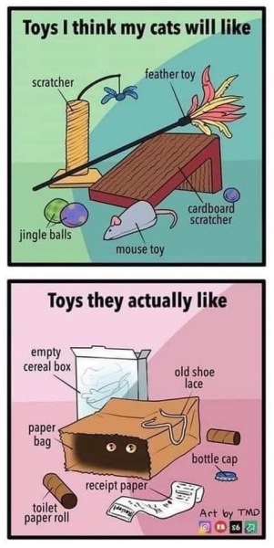 Cat owners: what do I need to know? 