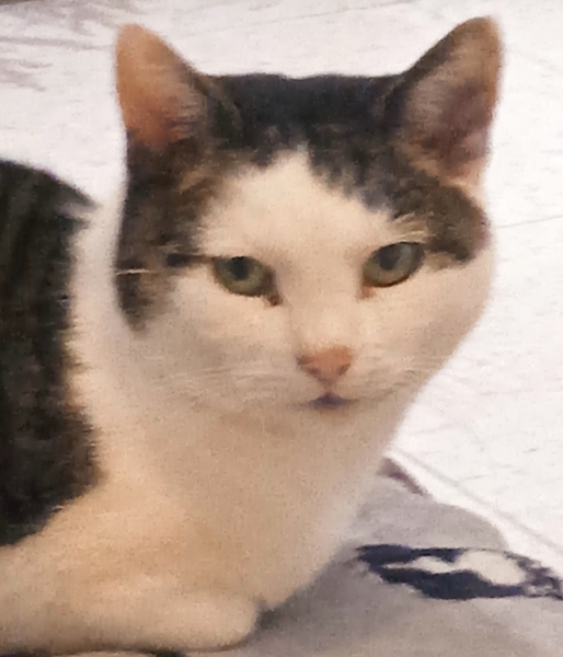 I told my cat a joke and this is how much she enjoyed it ...