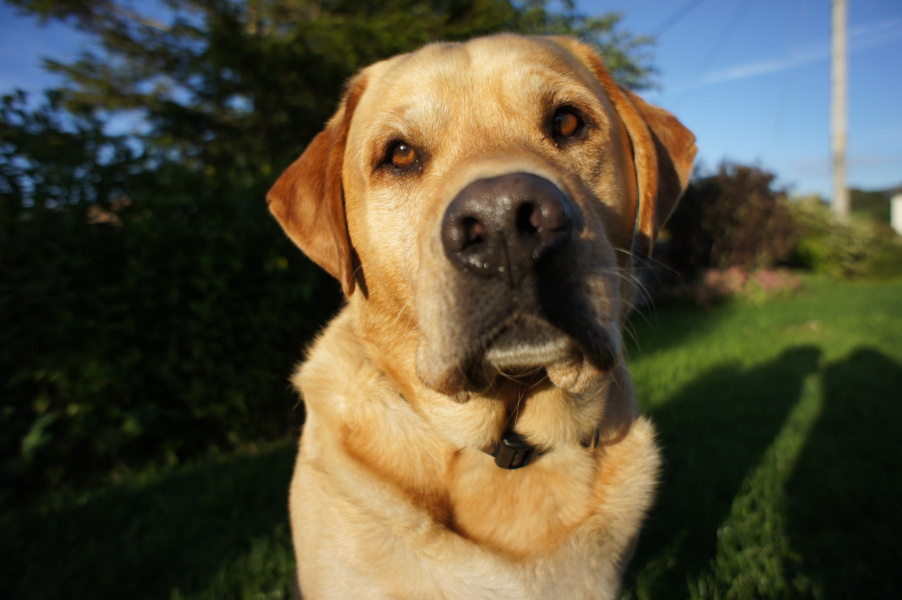 What is the biggest drama you have had with one of your pets?