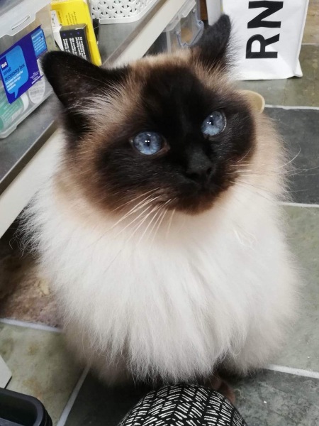 Adopting a rescue ragdoll
