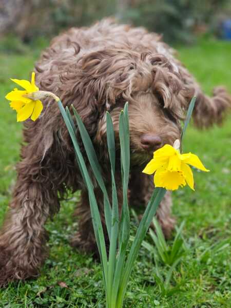 Talk to me about cockapoos