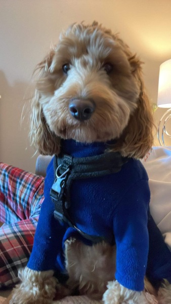 I wish I had never got a dog. 