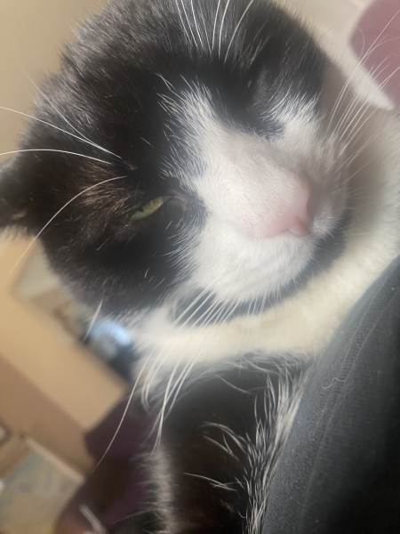I told my cat a joke and this is how much she enjoyed it ...