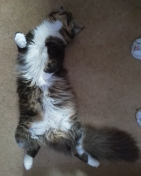 I told my cat a joke and this is how much she enjoyed it ...