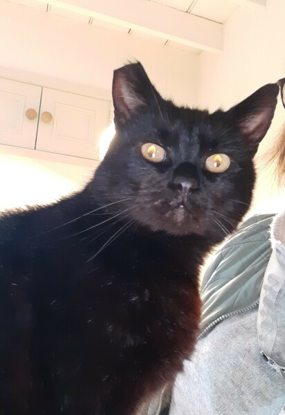 I think I've joined a cult and my cat is the leader.