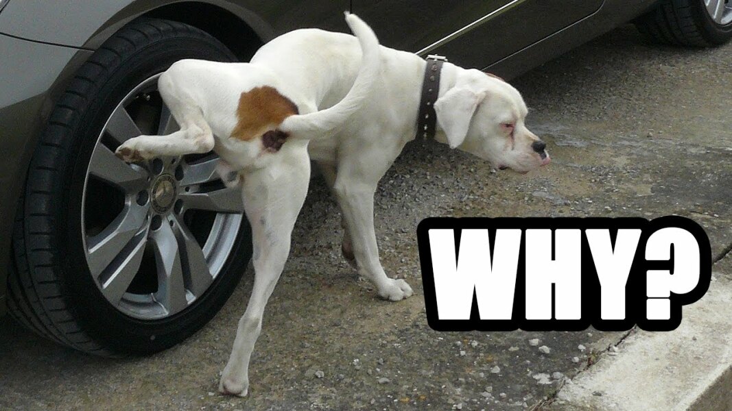 Dogs peeing on car tyres