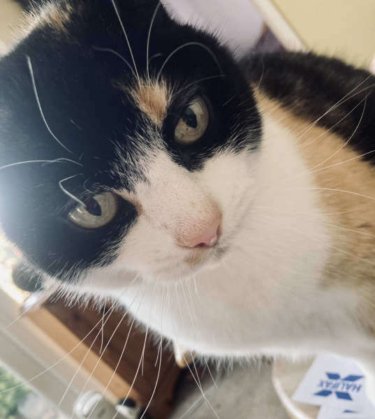 I told my cat a joke and this is how much she enjoyed it ...