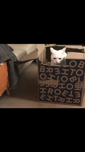 White cats, or any cats, really...