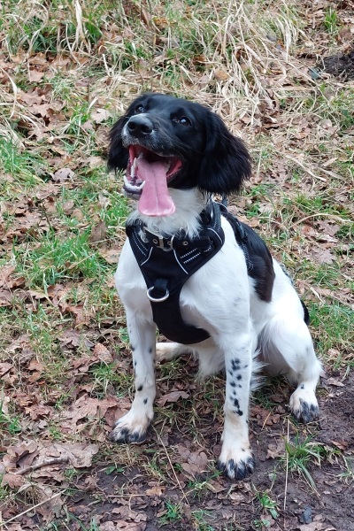 Can we share dog pictures?
