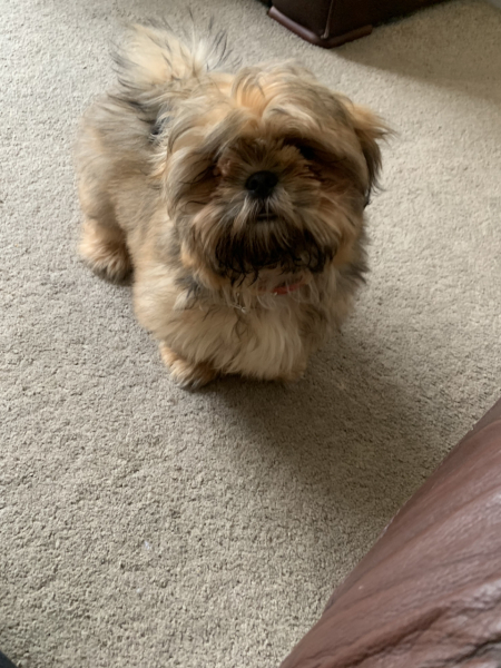 What do you call your dog…?