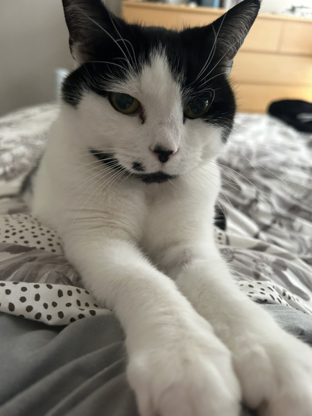White cats, or any cats, really...