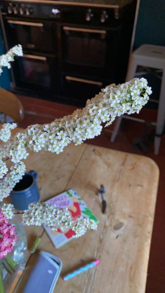 Plant ID please!
