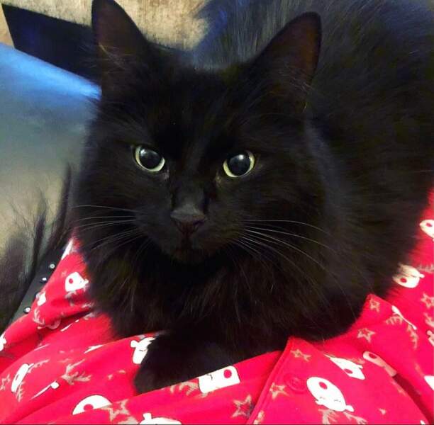 Sad to have to give kitten back to breeder
