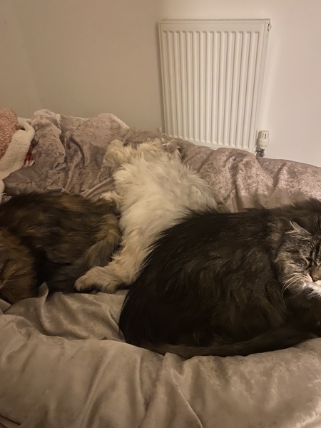 Siberians