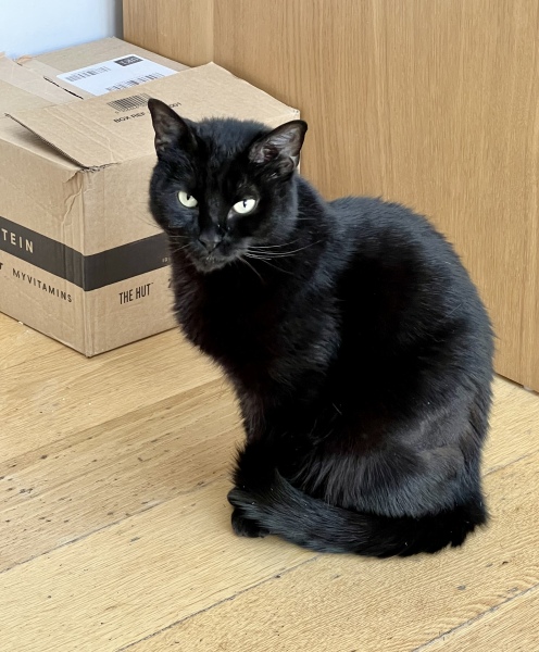 Advice for new cat mum please