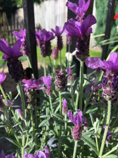Help with French Lavender 