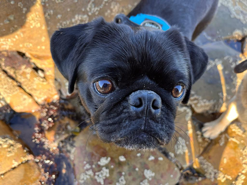Would you give away your pet for a million pounds?