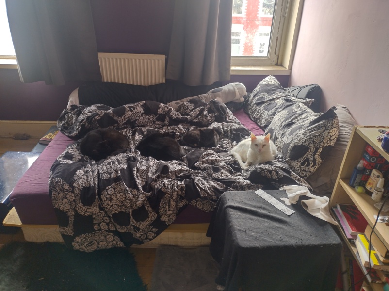Cats used to be worshiped as Gods...