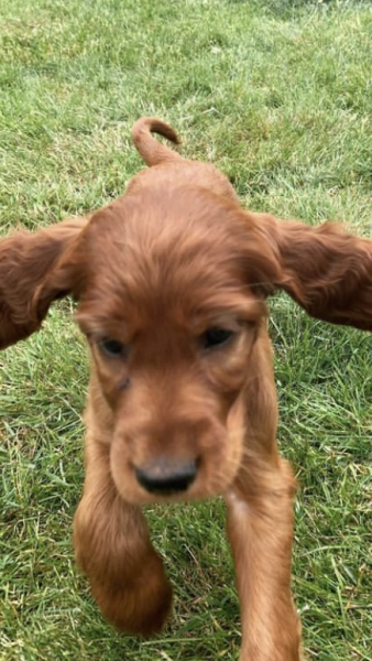 Puppy names!