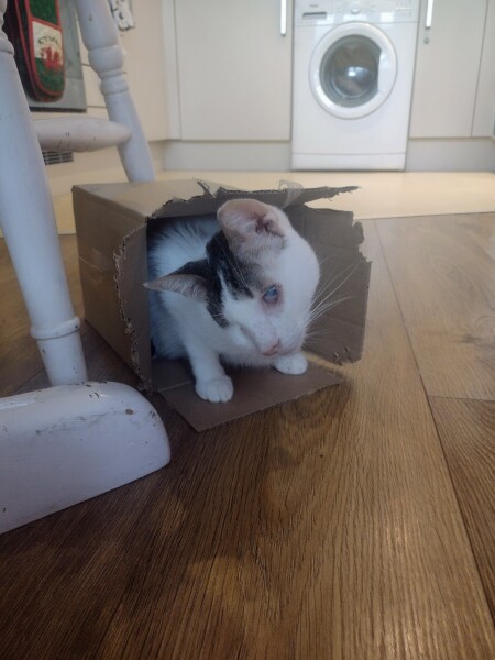 White cats, or any cats, really...